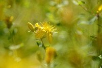 Frans hertshooi; Hypericum x desetangsii; Hypericum perforatum x