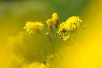 Groot Streepzaad - Rough hawk's-beard - Crepis biennis