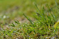 Duindravik; Goosegrass; Bromus hordeaceus subsp. thoemeinei