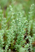 Hypericum tomentosum