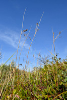 Noordse rus - Arctic rush - Juncus balticus