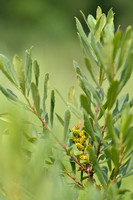 Wilde Gagel; Bog Myrtle; Myrica gale