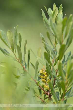 Wilde Gagel; Bog Myrtle; Myrica gale