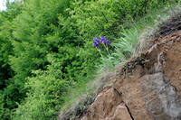 Siberische Lis; Zwaardlelie; Iris sibirica; Siberian Iris;
