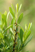 Wilde Gagel; Bog Myrtle; Myrica gale