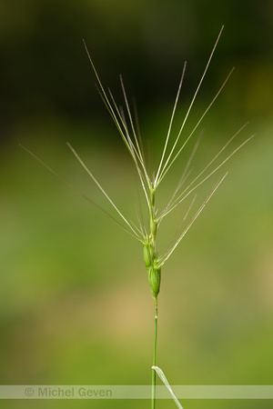 Aegilops triuncialis; subsp. Triuncialis