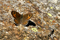 Rotsvlinder - Large Wall Brown - Lasiommata maera