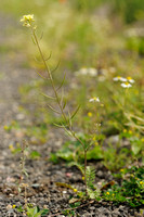 Schijnraket - Hairy Rocket -Erucastrum gallicum