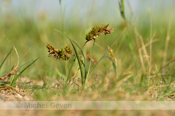 Zandzegge; Sand Sedge; Carex arenaria