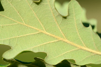Donzige eik - Downy oak - Quercus pubescens