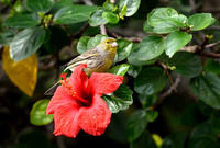 Kanarie; Atlantic Canary; Serinus canaria