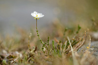 Sierlijke vetmuur; Knotted pearlwort; Sagina nodosa