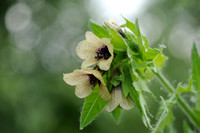 Bilzekruid; Black henbane; Hyoscyamus niger;