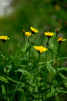 Crepis pyrenaica