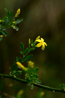 Jasminum fruticans