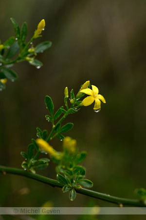 Jasminum fruticans