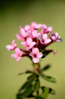 Steenroosje; Rose Daphne; Daphne cneorum;