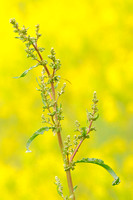 Geoorde Zuring; Narrow-leaved sorrel; Rumex thyrsiflorus