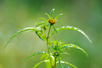 Riviertandzaad - Stralend Tandzaad - Bidens radiata