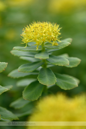 Roseroot; Rhodiola rosea