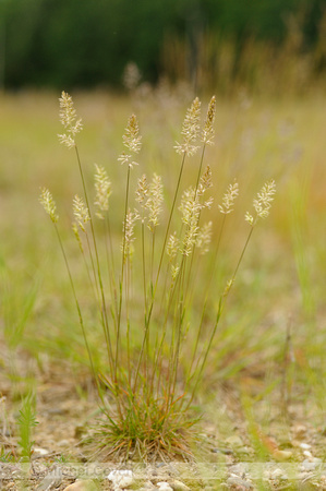 Smal fakkelgras; Crested Hair-grass; Koeleria macrantha