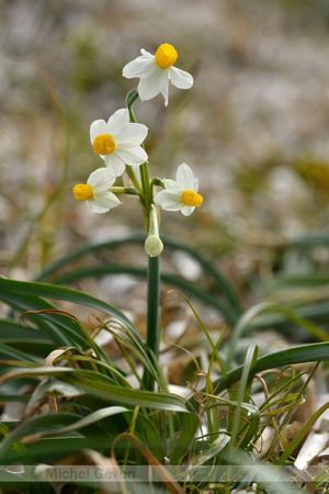 Bunch-flowered Daffodil; Narcissus tazetta