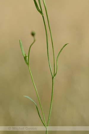 Smal Streepzaad; Narrow-leaved Hawk's-beard; Crepis tectorum