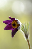 Mountain Pasque Flower; Pulsatilla montana