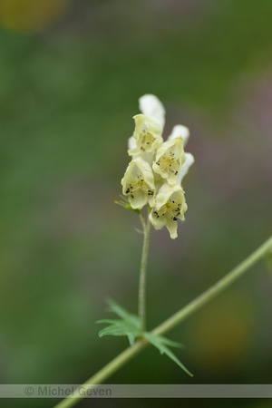 Gele monnikskap; Wolfsbane; Aconitum vulparia