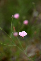 Convolvulus cantabrica