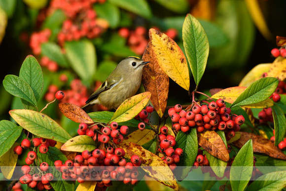 Goudhaan; Goldcrest; Regulus regulus