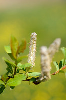 Halberd willow; Salix hastata