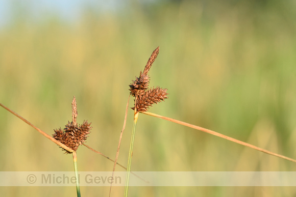 Kwelderzegge; Long-bracted Sedge; Carex extensa