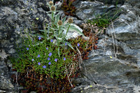 Rotsereprijs; Rock Speedwell; Veronica fruticans