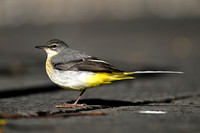 Grote gele kwikstaart subsp. Schmitzi - Grey Wagtail subsp. Schmitzi - Motacilla cinerea schmitzi