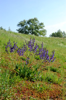 Veldsalie; Salvia pratensis; Meadow Clary