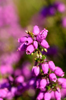 Rode dophei; Bell heather; Erica cinerea