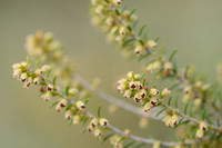 Bezemdophei - Green Heather - Erica scoparia