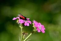 Bevernel-sint-jansvlinder - Blood Droplet Burnet - Zygaena minos