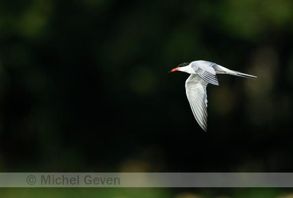 Visdief; Common Tern; Sterna hirundo