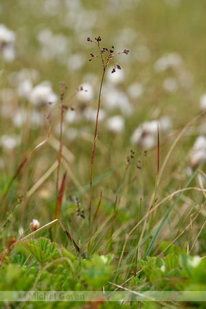 Curved Wood-rush; Luzula arcuata