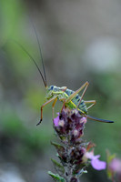 Zadelsprinkhaan; Saddle-backed Bush-cricket; Ephippiger ephippig