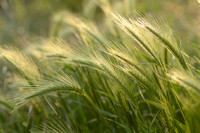 Kruipertje; Wall Barley; Hordeum murinum