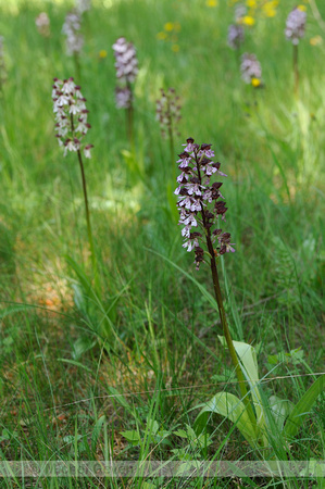 Lady orchid; Purperorchis; Orchis purpurea