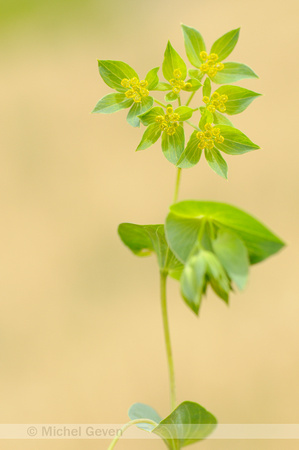 Doorwas; Thorowax; Bupleurum rotundifolium;