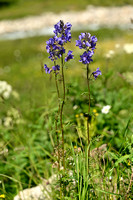 Vlambloemfamilie -  Polemoniaceae