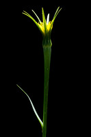 Bleke Morgenster - Yellow Salsify - Tragopogon dubius