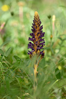 Orobanche lavandulacea