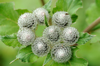 Donzige Klit - Woolly burdock - Arctium tomentosum