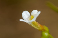 Genadekruid; Hedge Hyssop; Gratiola officinalis